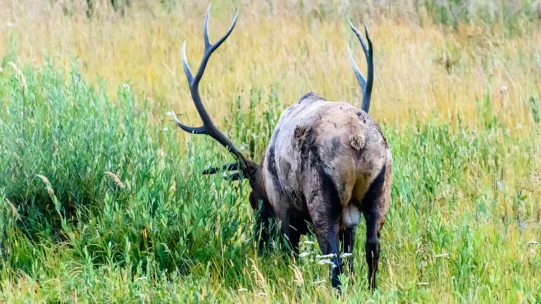 Buck with large antlers standing in tall grass