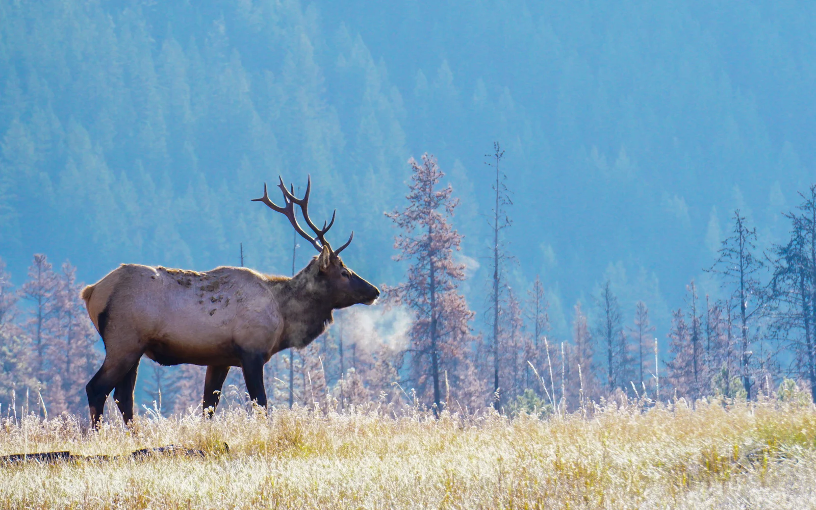 Bull elk on a frosty morning, the kind of moment a trail camera captures