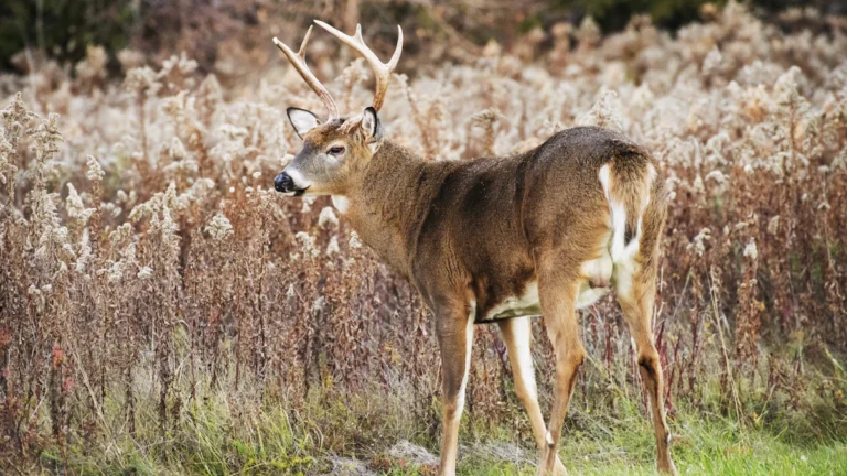 Deer standing in tall grass at a field edge