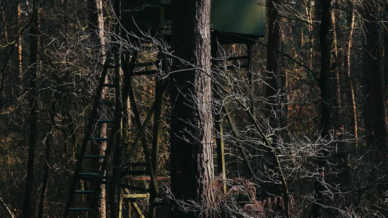 Hunting blind set up in a dense forest
