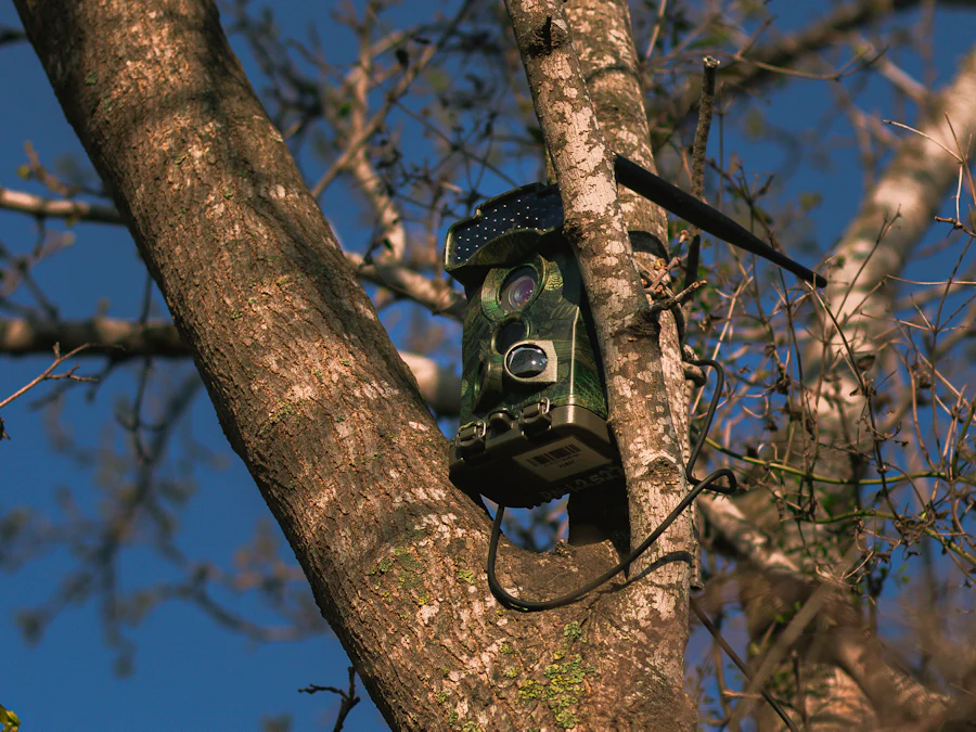 Trail camera strapped to a tree trunk in the woods