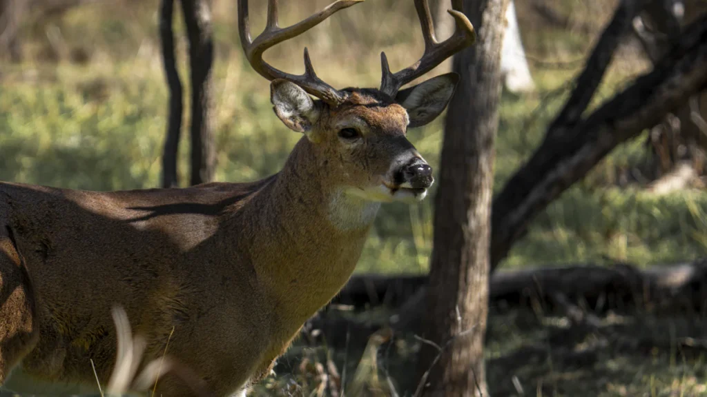 Mature whitetail buck standing among trees and dry grass
