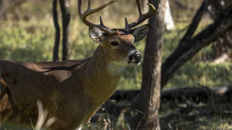 Mature whitetail buck standing among trees and dry grass
